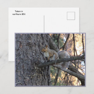 Squirrel in Tree Postcard