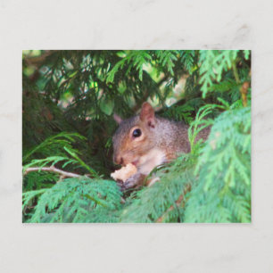 Squirrel In Tree Postcard