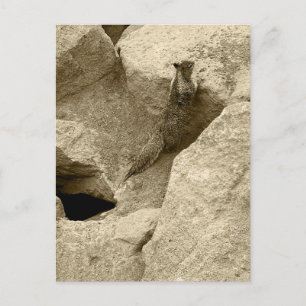 Squirrel Invitation Postcard