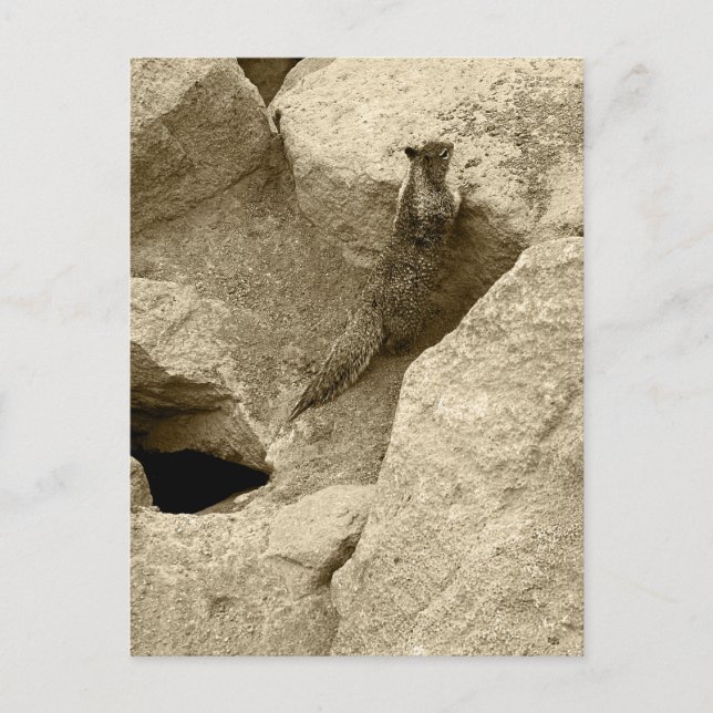 Squirrel Invitation Postcard (Front)