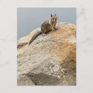 Squirrel Invitation Postcard