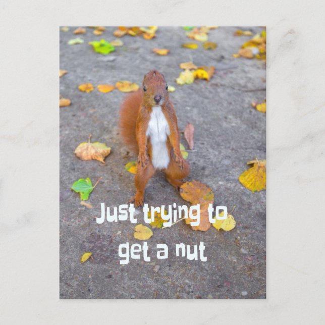 squirrel Just trying to get a nut Postcard (Front)