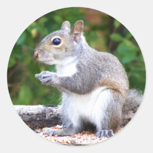 Squirrel Looking Classic Round Sticker