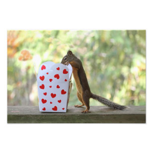 Squirrel Looking Inside Heart Box Photo Print
