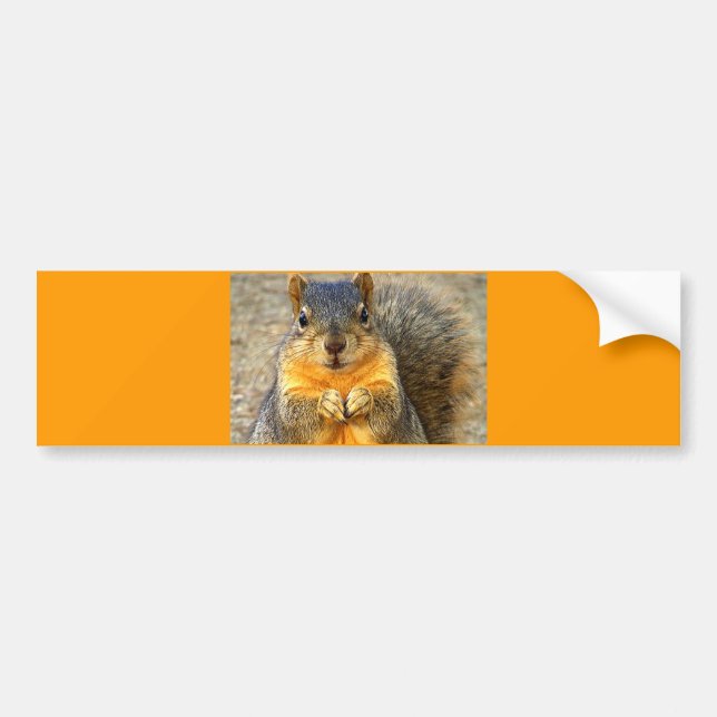 Squirrel Love_ Bumper Sticker (Front)