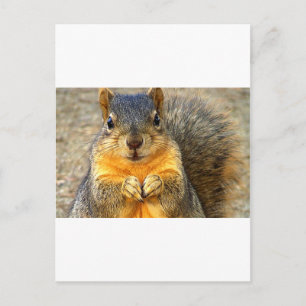 Squirrel Love_ Postcard