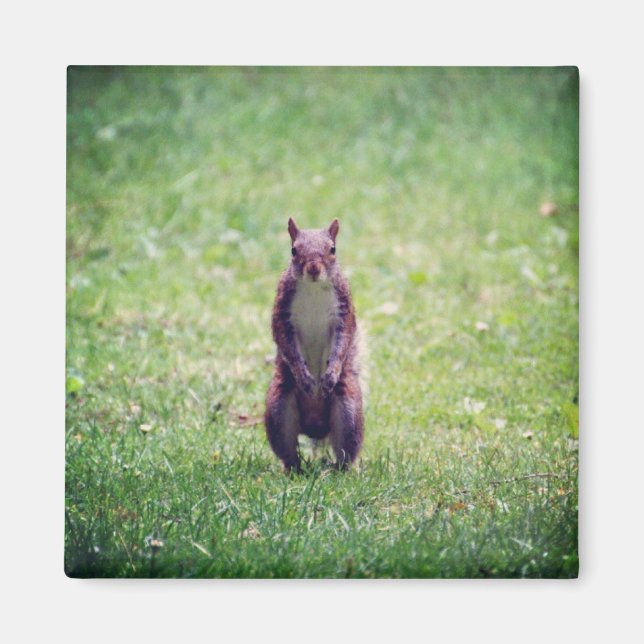 Squirrel Magnet (Front)