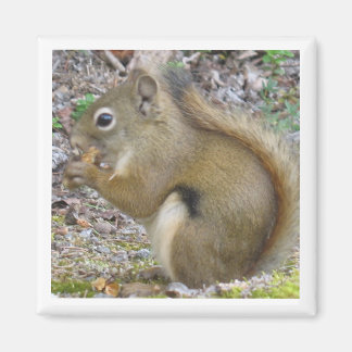 Squirrel Magnet