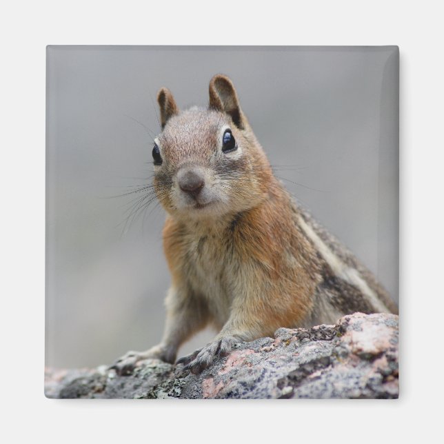 squirrel magnet (Front)