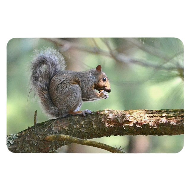 Squirrel Magnet (Horizontal)