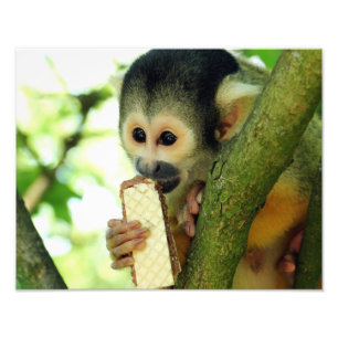 Squirrel Monkey Eating a Wafer Biscuit Photo Print