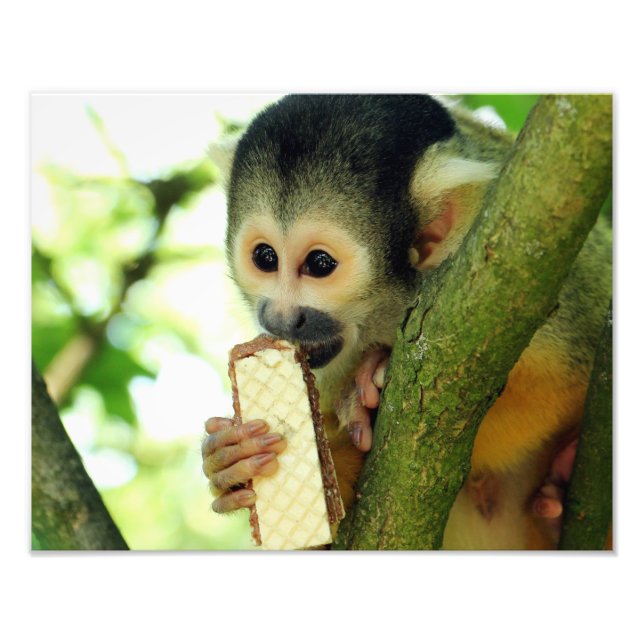 Squirrel Monkey Eating a Wafer Biscuit Photo Print (Front)