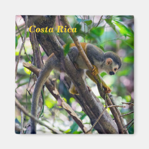 Squirrel monkey in Manuel Antonio NP - Costa Rica Magnet