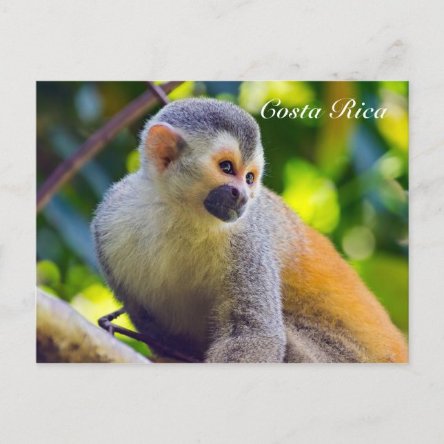 Squirrel monkey in Manuel Antonio NP - Costa Rica Postcard (Front)