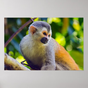 MONKEY IN A TREE FREE SHIPPING  #PE0118  LC13 M ANIMALS POSTER 