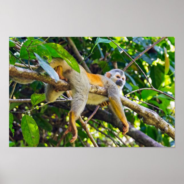 Squirrel monkey in Manuel Antonio NP - Costa Rica Poster (Front)