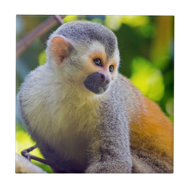 Squirrel monkey in Manuel Antonio NP - Costa Rica Tile (Front)