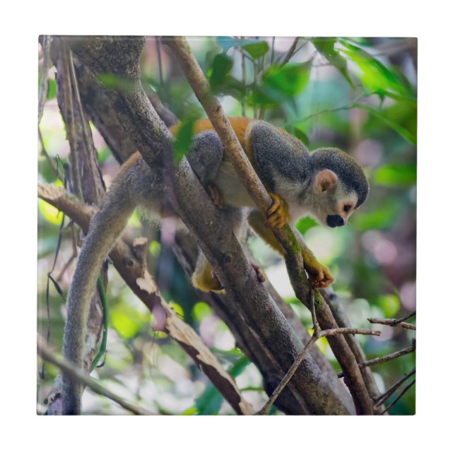 Squirrel monkey in Manuel Antonio NP - Costa Rica Tile (Front)