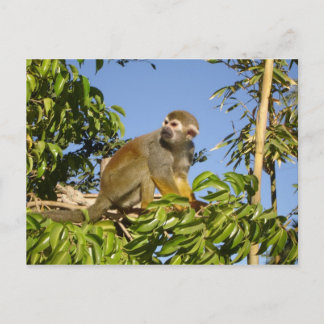 squirrel monkey postcard