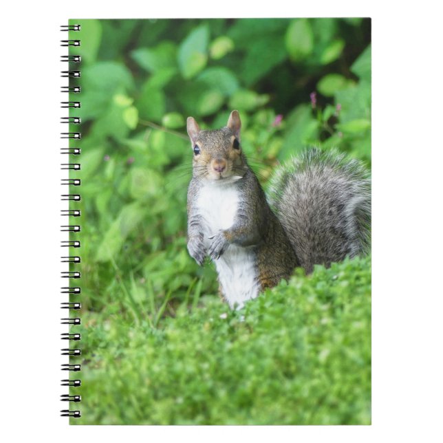 Squirrel Notebook (Front)
