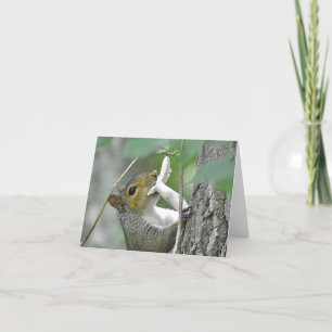 Squirrel Notecard