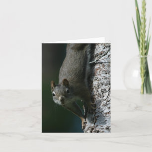Squirrel Notecard 1