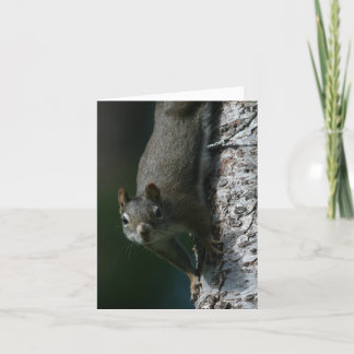 Squirrel Notecard 1