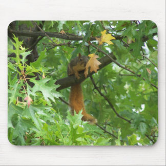Squirrel On A Branch Mouse Pad