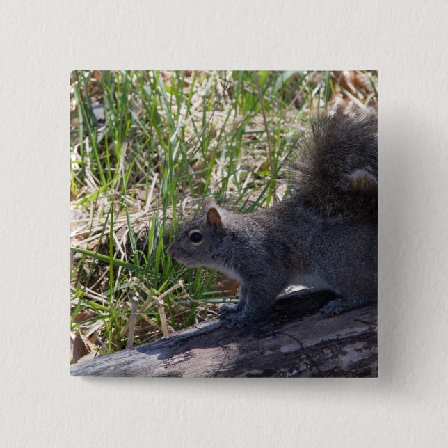 Squirrel on a Log 2 Inch Square Button (Front)