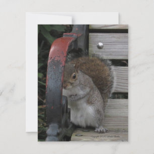 Squirrel on a Park Bench Customizable Card