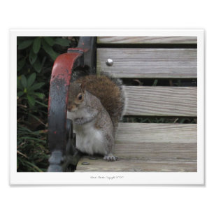 Squirrel on a Park Bench Print by Linda Becker