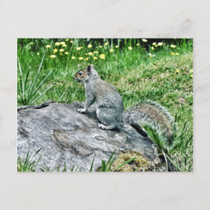Squirrel on a Tree Stump Postcard