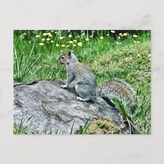 Squirrel on a Tree Stump Postcard (Front)