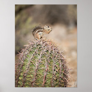 Squirrel on Barrel Cactus Poster