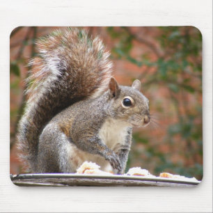 Squirrel on Feeder Mouse Pad