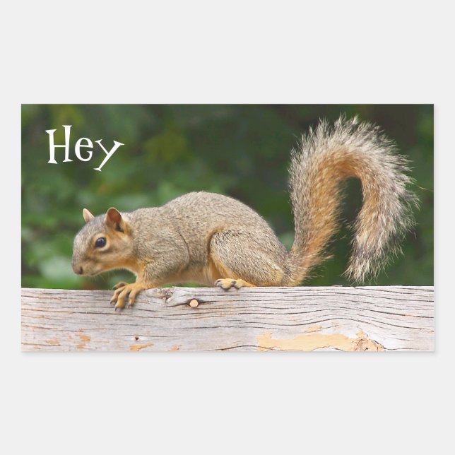 Squirrel on Fence Stickers (Front)