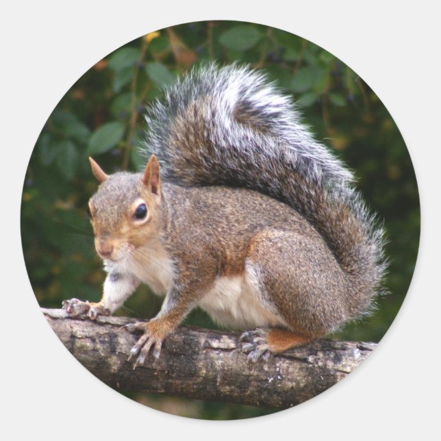 Squirrel On Limb Classic Round Sticker (Front)