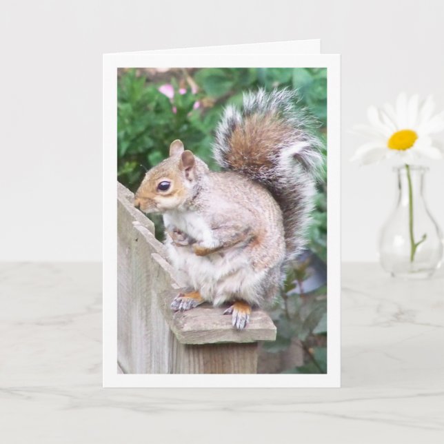 Squirrel on Post Card (Small Plant)