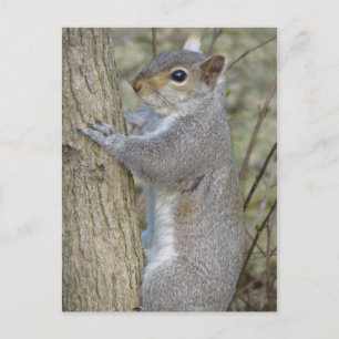 Squirrel On Tree Postcard