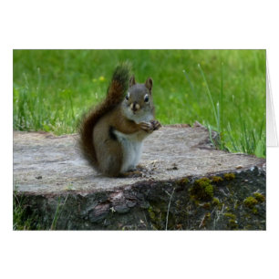 Squirrel On Tree Stump Note Card