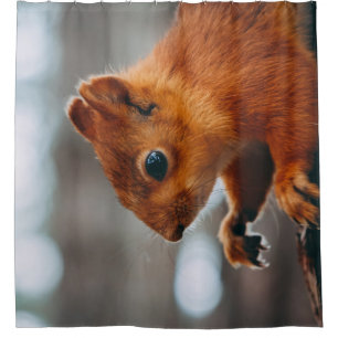 SQUIRREL ON TREE TRUNK