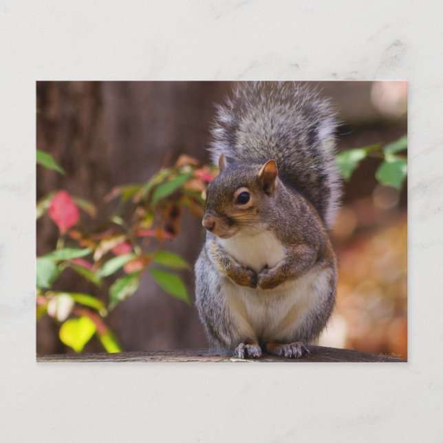 Squirrel Patiently Begs Postcard (Front)