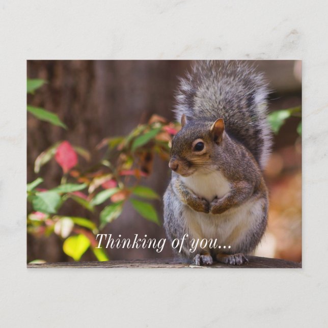 Squirrel Patiently Begs Thinking of You Postcard (Front)