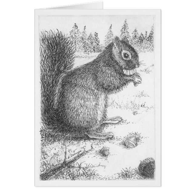 Squirrel Pen & Ink Illustration (Front)