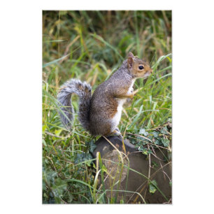 squirrel photo print