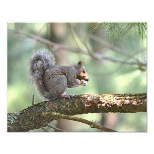 Squirrel Photo Print