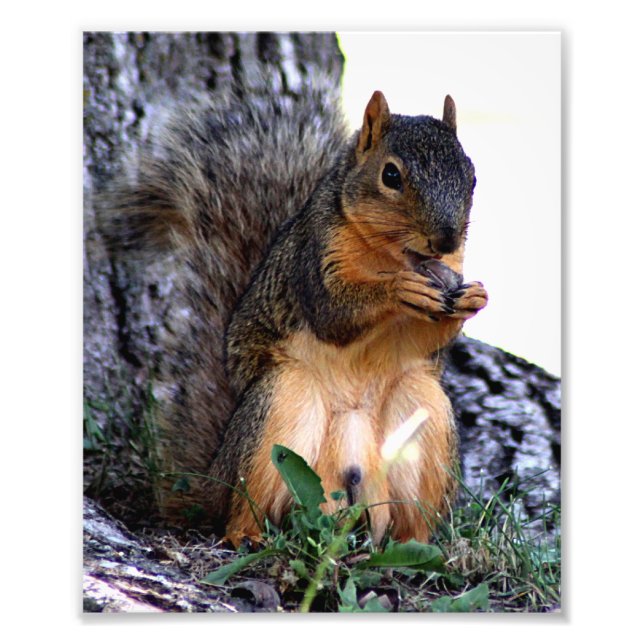 Squirrel Photo Print (Front)