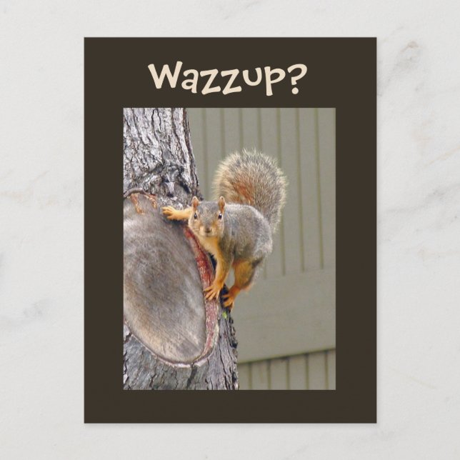 Squirrel Photograph Postcard (Front)