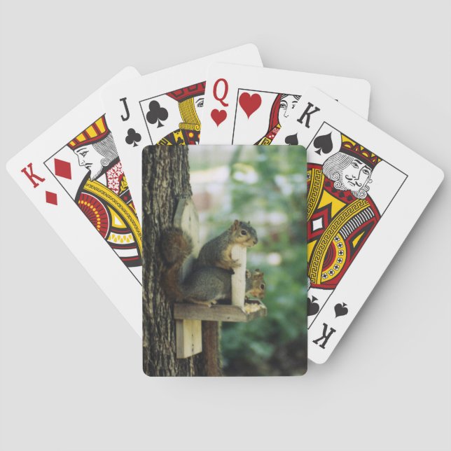 Squirrel Playing Cards (Back)