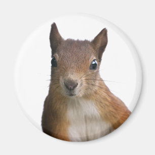 Squirrel Portrait Magnet